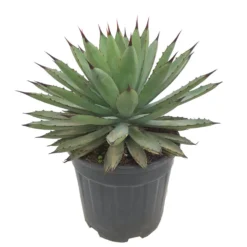 Agave Macroacantha M25 40cm