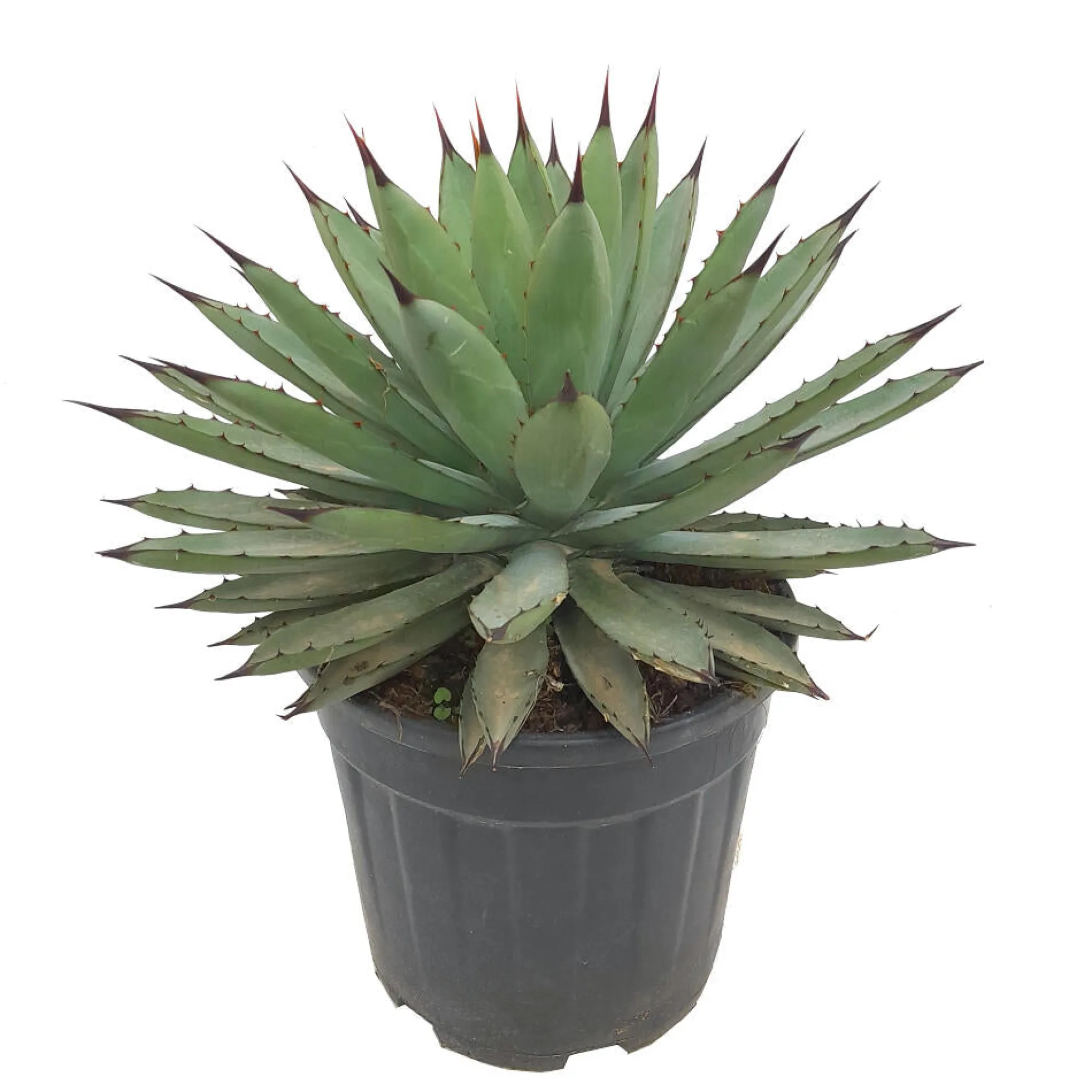 Agave Macroacantha M25 40cm