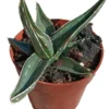 Agave Nigra Planta Suculenta Natural Ø8