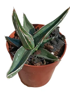 Agave Nigra Planta Suculenta Natural Ø8