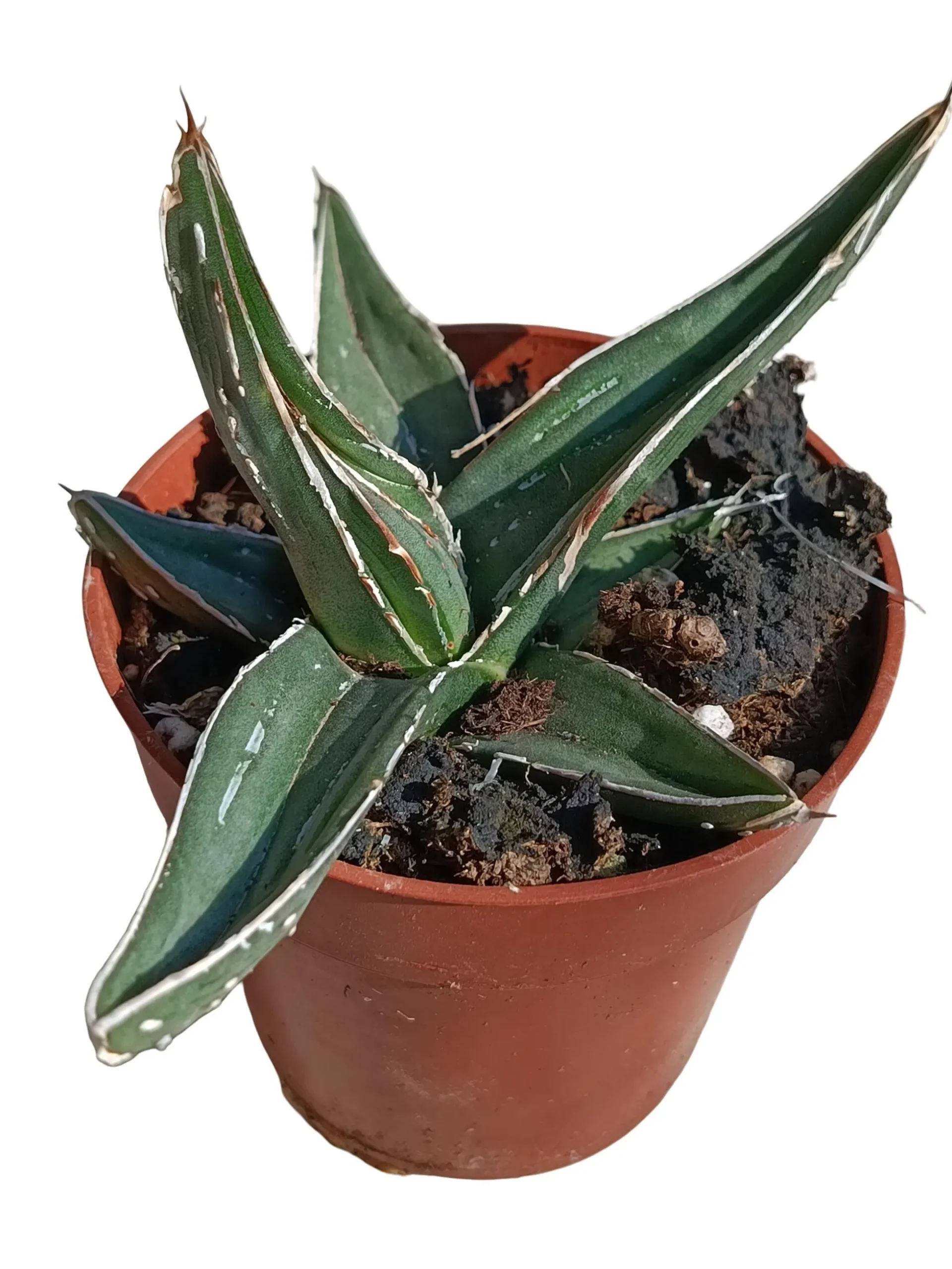 Agave Nigra Planta Suculenta Natural Ø8