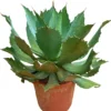 Agave Parryi M30 45cm
