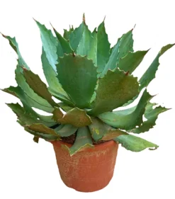 Agave Parryi M30 45cm