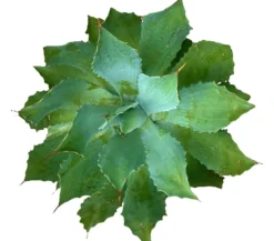Agave Parryi M30 45cm