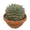 Agave Potatorum Kichijokan Variegata T30 50cm