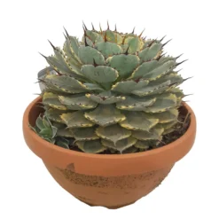 Agave Potatorum Kichijokan Variegata T30 50cm