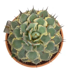 Agave Potatorum Kichijokan Variegata T30 50cm