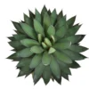 Agave Romanii T20 35cm