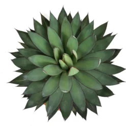 Agave Romanii T20 35cm