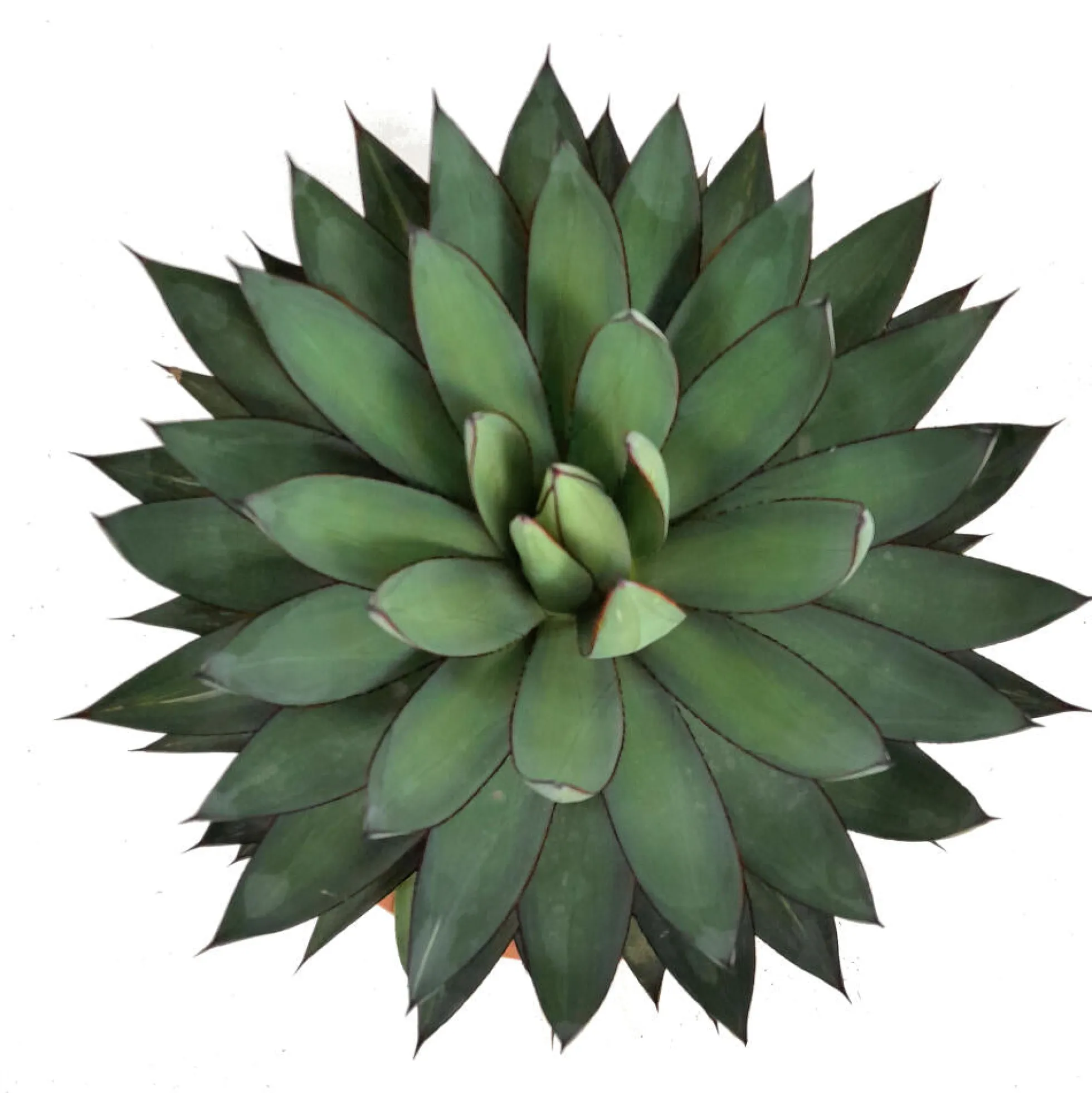 Agave Romanii T20 35cm