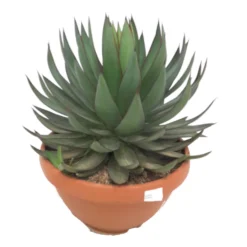 Agave Romanii T20 35cm