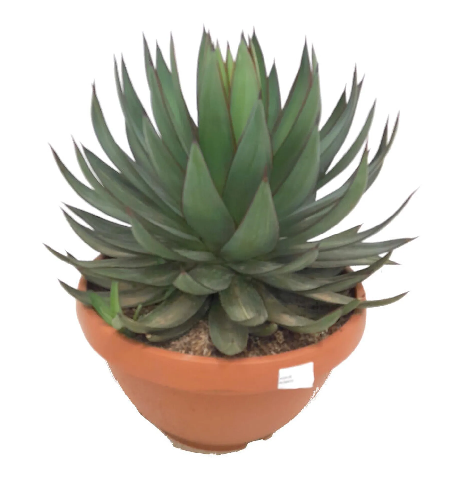Agave Romanii T20 35cm