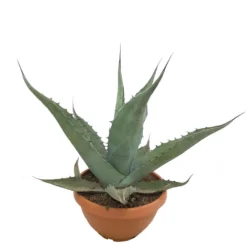 Agave Salmiana T30 90cm