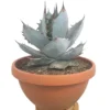 Agave Titanota White Ice T30 50cm (hielo Blanco)