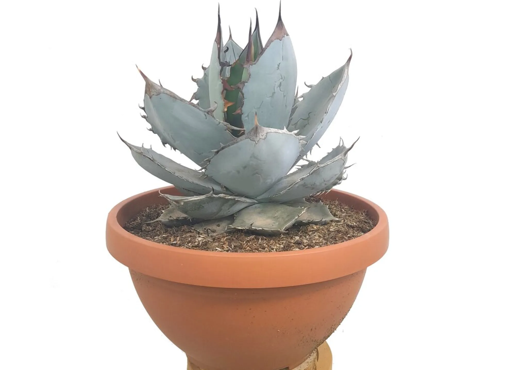 Agave Titanota White Ice T30 50cm (hielo Blanco)