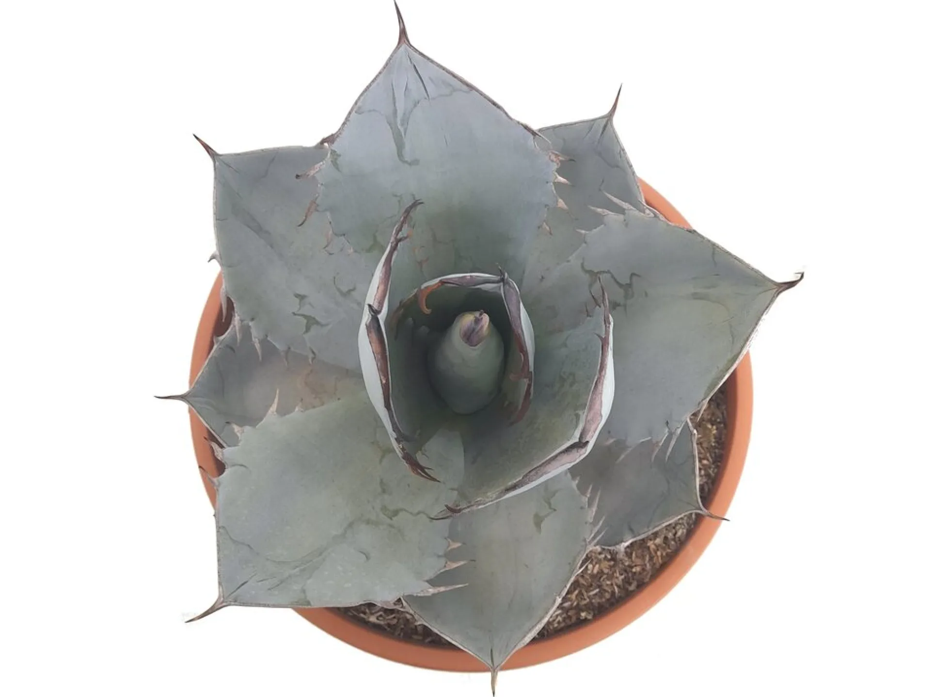 Agave Titanota White Ice T30 50cm (hielo Blanco)