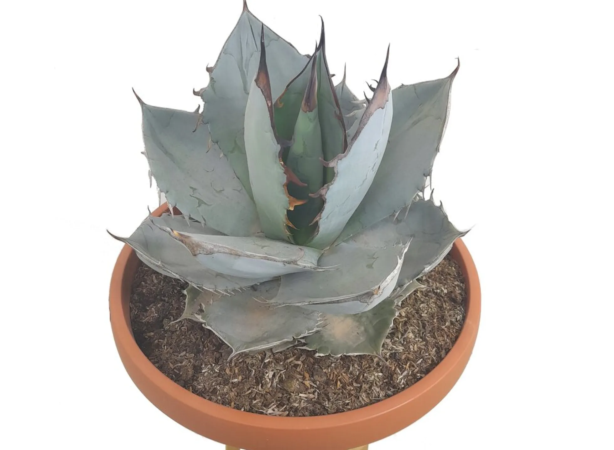 Agave Titanota White Ice T30 50cm (hielo Blanco)