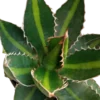 Agave Univitatta Splendida Planta Suculenta Joven De Sol Ø8 Cm