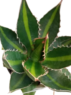Agave Univitatta Splendida Planta Suculenta Joven De Sol Ø8 Cm