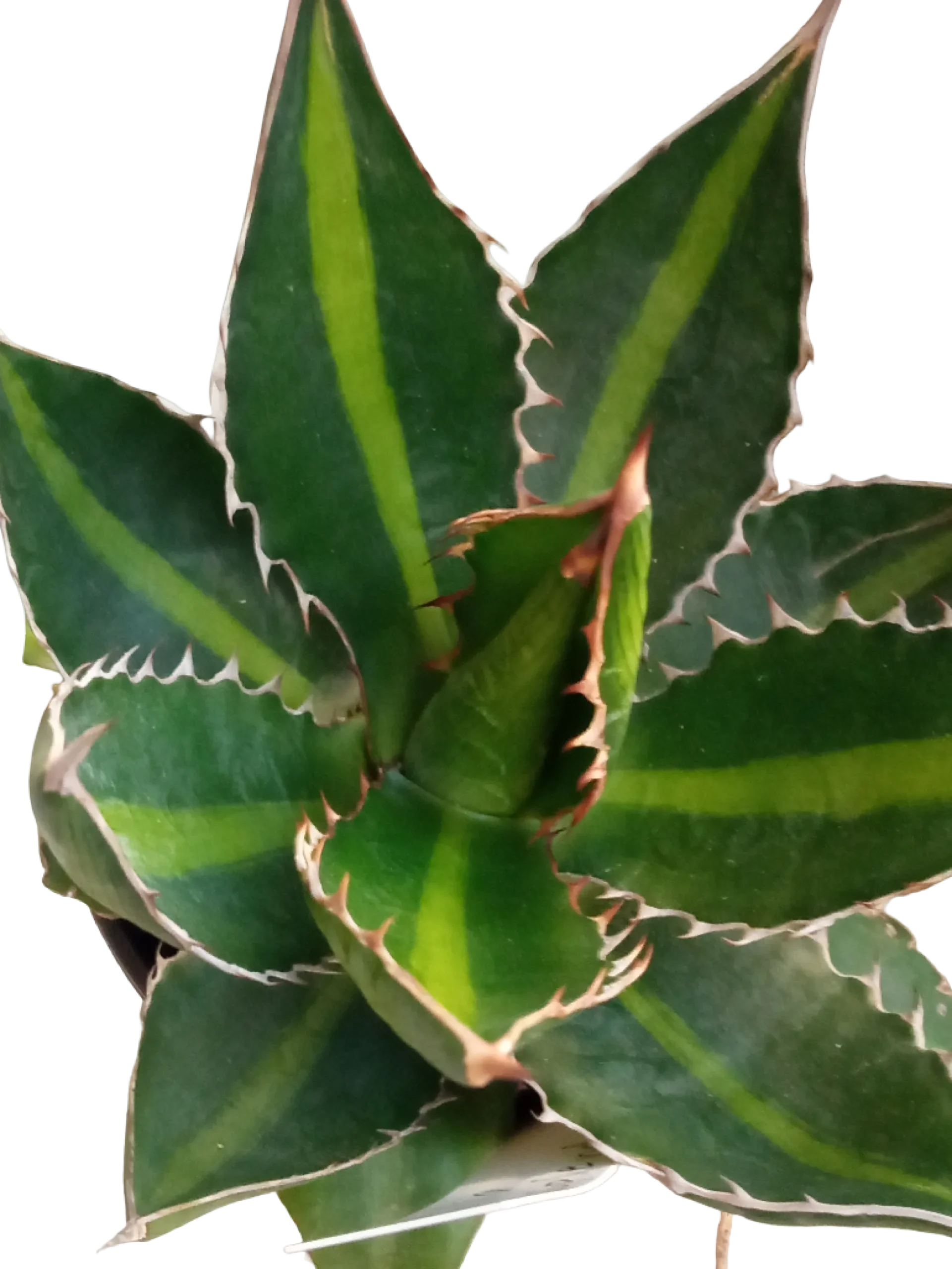 Agave Univitatta Splendida Planta Suculenta Joven De Sol Ø8 Cm