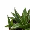Agave Victoriae Reginae Cactus Y Suculentas M8,5 cm Ø