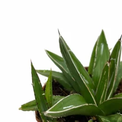 Agave Victoriae Reginae Cactus Y Suculentas M8,5 cm Ø