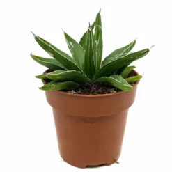 Agave Victoriae Reginae Cactus Y Suculentas M8,5 cm Ø