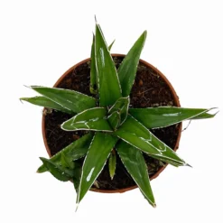 Agave Victoriae Reginae Cactus Y Suculentas M8,5 cm Ø