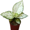 Aglonema Blanca Planta De Interior Ø9