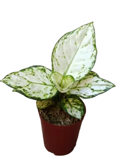 Aglonema Blanca Planta De Interior Ø9