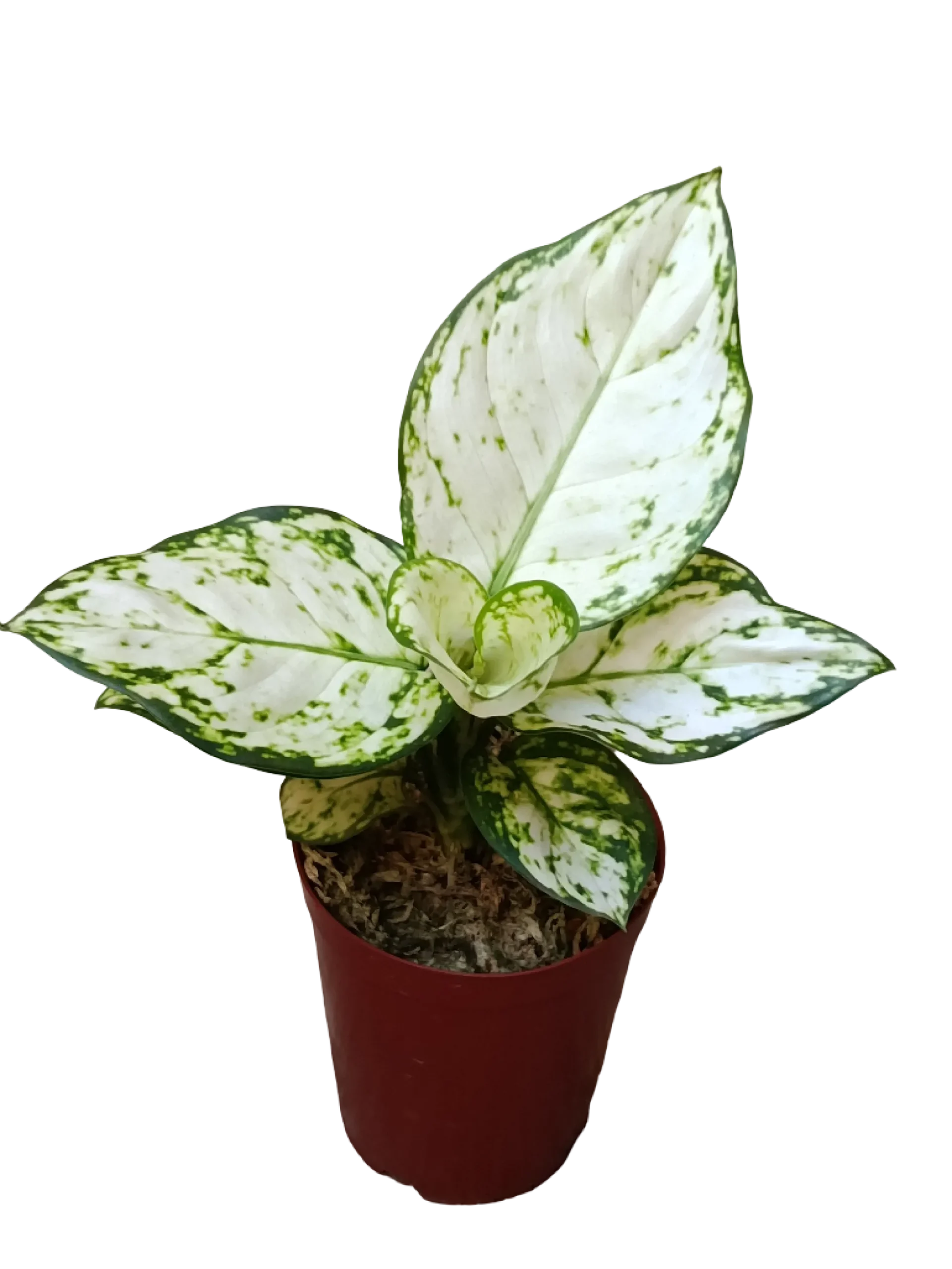 Aglonema Blanca Planta De Interior Ø9