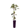 Aguacate Hass Maceta 120 Cm