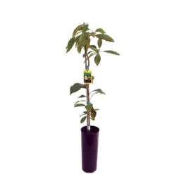 Aguacate Hass Maceta 120 Cm