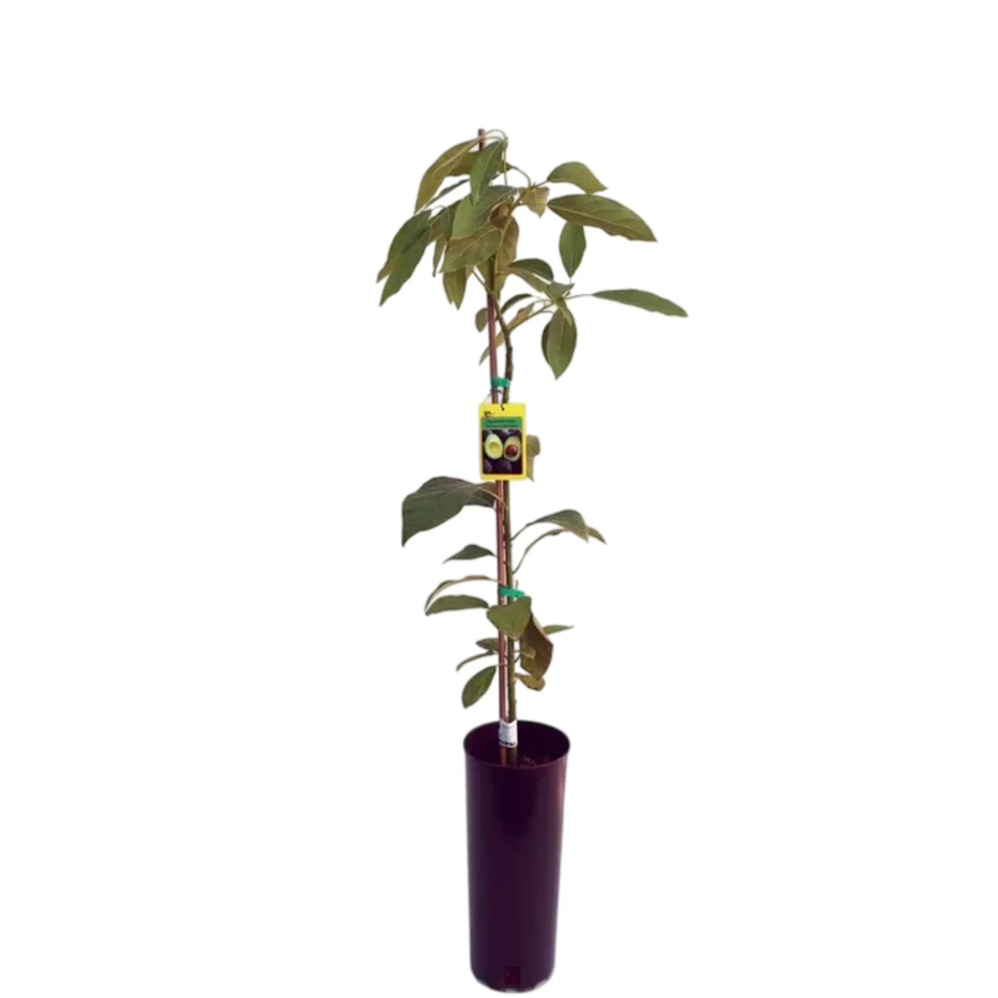 Aguacate Hass Maceta 120 Cm