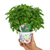 Albahaca M12