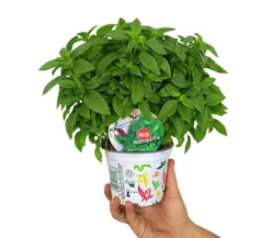 Albahaca M12