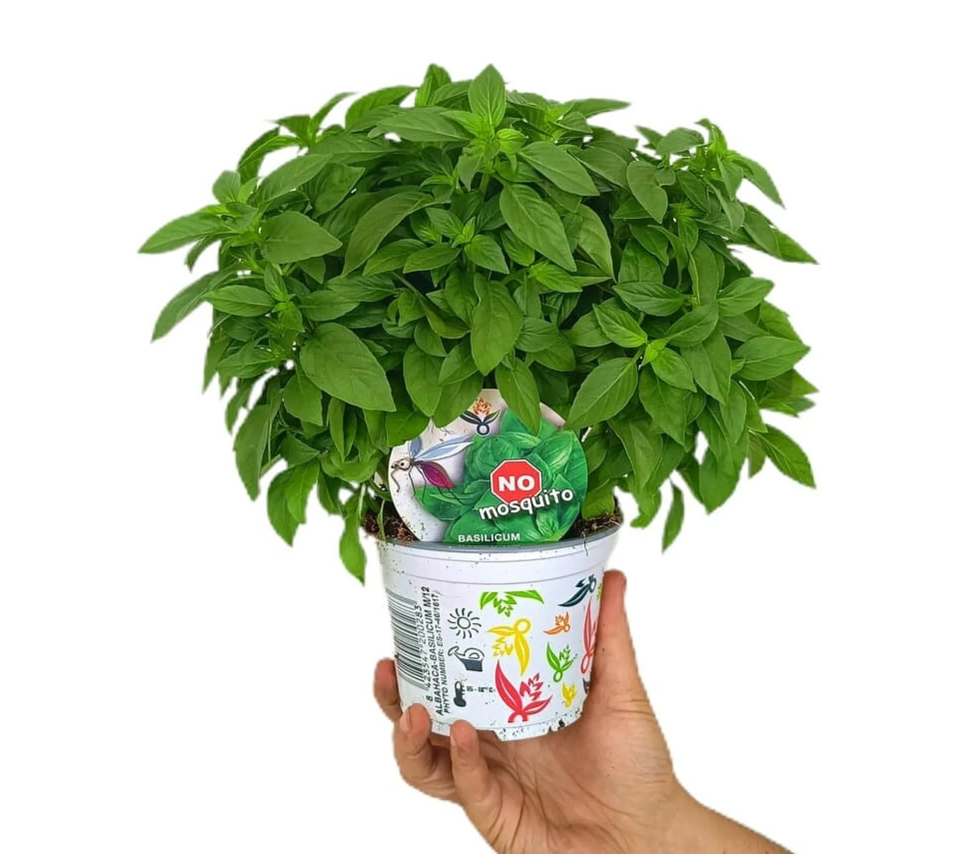 Albahaca M12