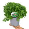 Albahaca M17