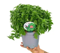 Albahaca M17