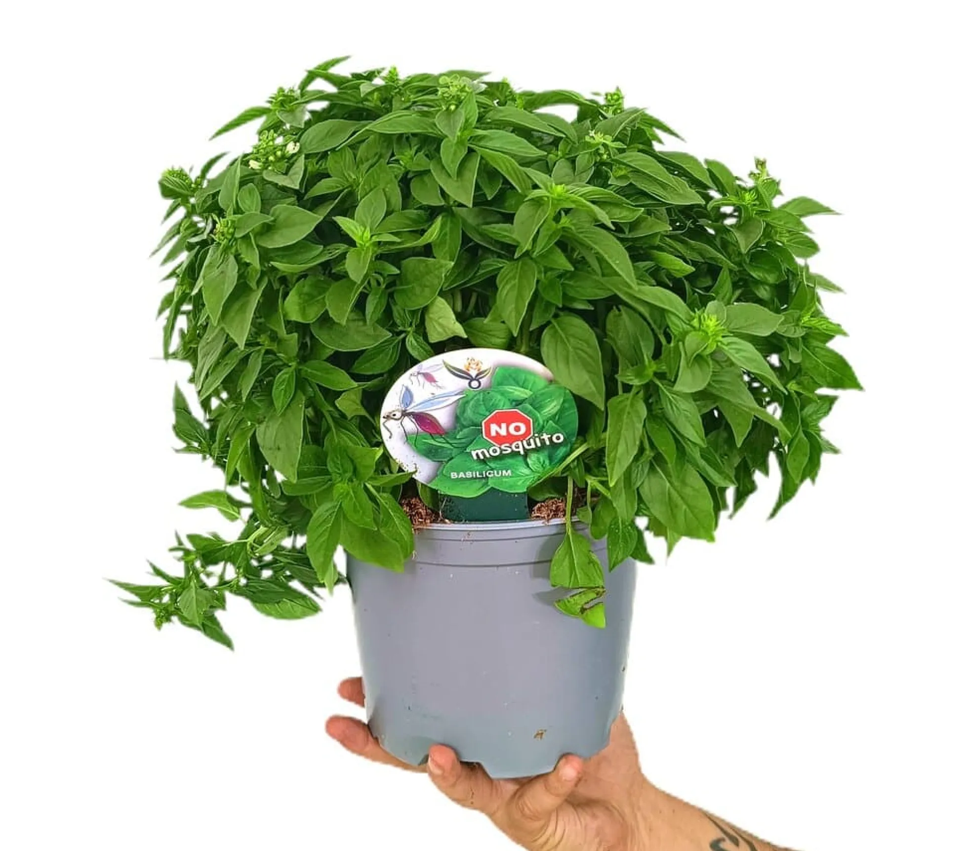 Albahaca M17