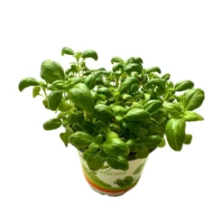 Albahaca Planta Aromática Y Medicinal (ocimum Basilicum)