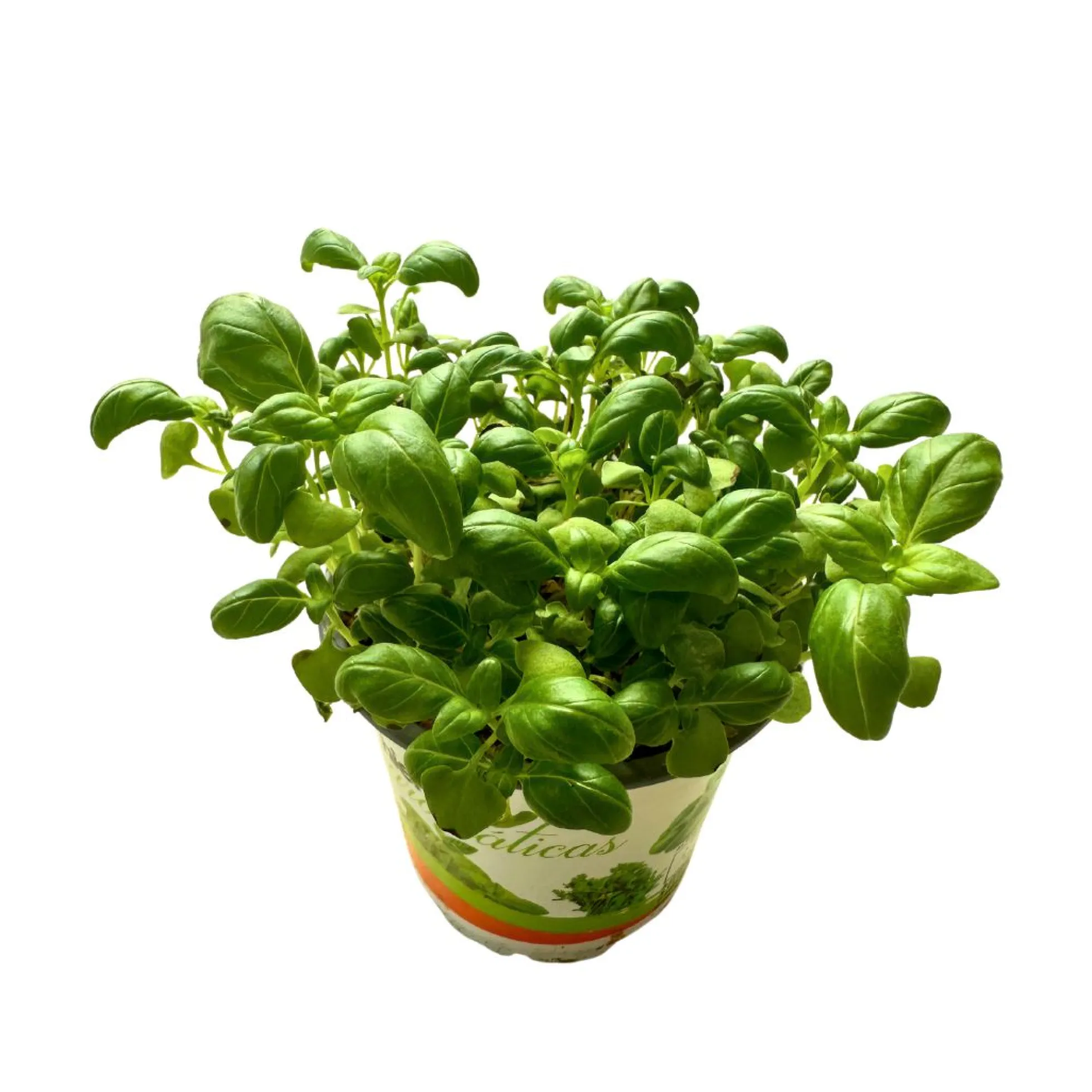 Albahaca Planta Aromática Y Medicinal (ocimum Basilicum)