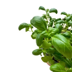 Albahaca Planta Aromática Y Medicinal (ocimum Basilicum)