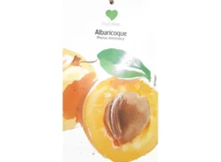 Albaricoquero Enano M26 80cm (prunus Armeniaca)