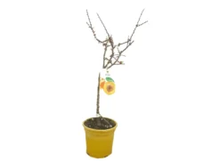 Albaricoquero Enano M26 80cm (prunus Armeniaca)