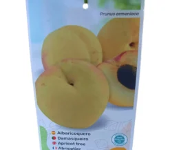 Albaricoquero Moniqui M25 100-120cm
