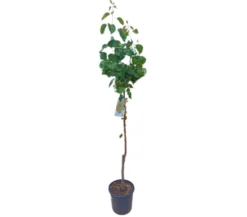 Albaricoquero Moniqui M25 100-120cm