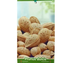 Almendro Desmayo M25 120-150cm