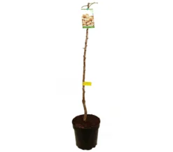 Almendro Desmayo M25 120-150cm