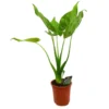 Alocasia Cucullata M17 60-80cm